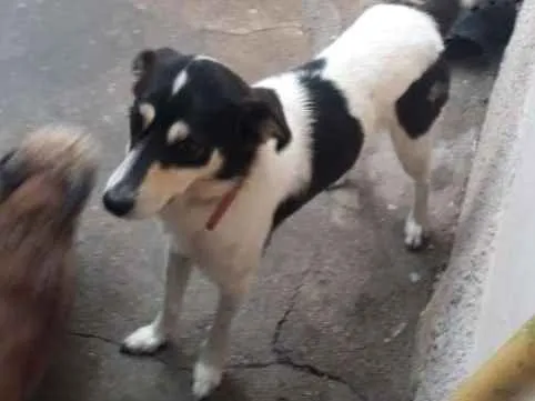 Cachorro ra a vira lata idade 4 anos nome Tico