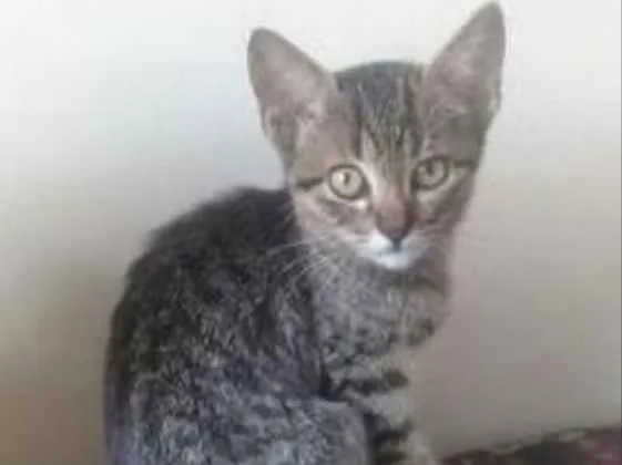 Gato raça vira lata  idade 2 a 6 meses nome Filhotes Gato 