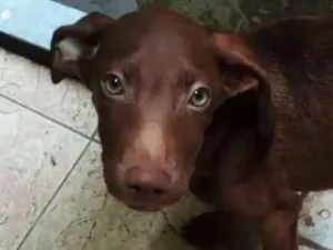 Cachorro raça SRD idade 2 a 6 meses nome Browny