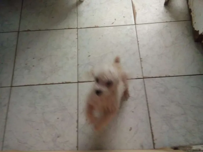 Cachorro ra a Poodle  idade 7 a 11 meses nome Pidei