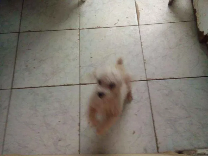 Cachorro ra a Poodle  idade 7 a 11 meses nome Pidei