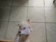 Pidei