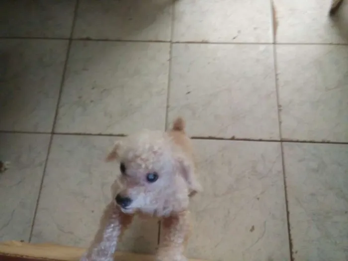 Cachorro ra a Poodle  idade 7 a 11 meses nome Pidei