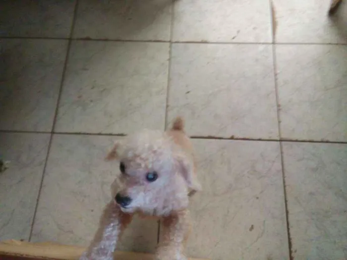 Cachorro ra a Poodle  idade 7 a 11 meses nome Pidei
