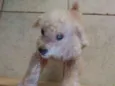 Pidei