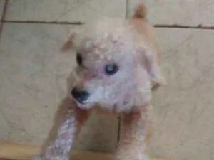 Cachorro raça Poodle  idade 7 a 11 meses nome Pidei