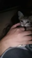 Não tem