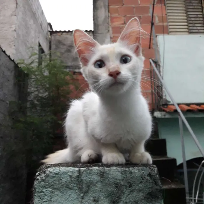 Gato ra a SRD idade 2 a 6 meses nome Ângela