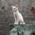 Ângela
