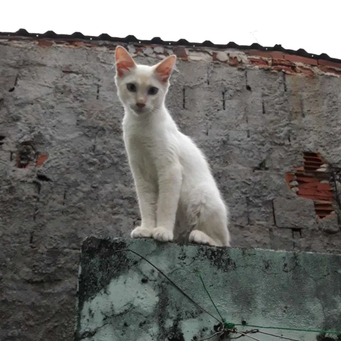 Gato ra a SRD idade 2 a 6 meses nome Ângela