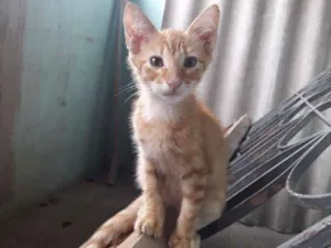 Gato raça SRD idade 2 a 6 meses nome Ginger