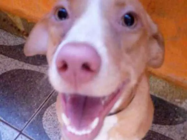 Cachorro ra a Labrador  idade 3 anos nome Jolie e Mel 