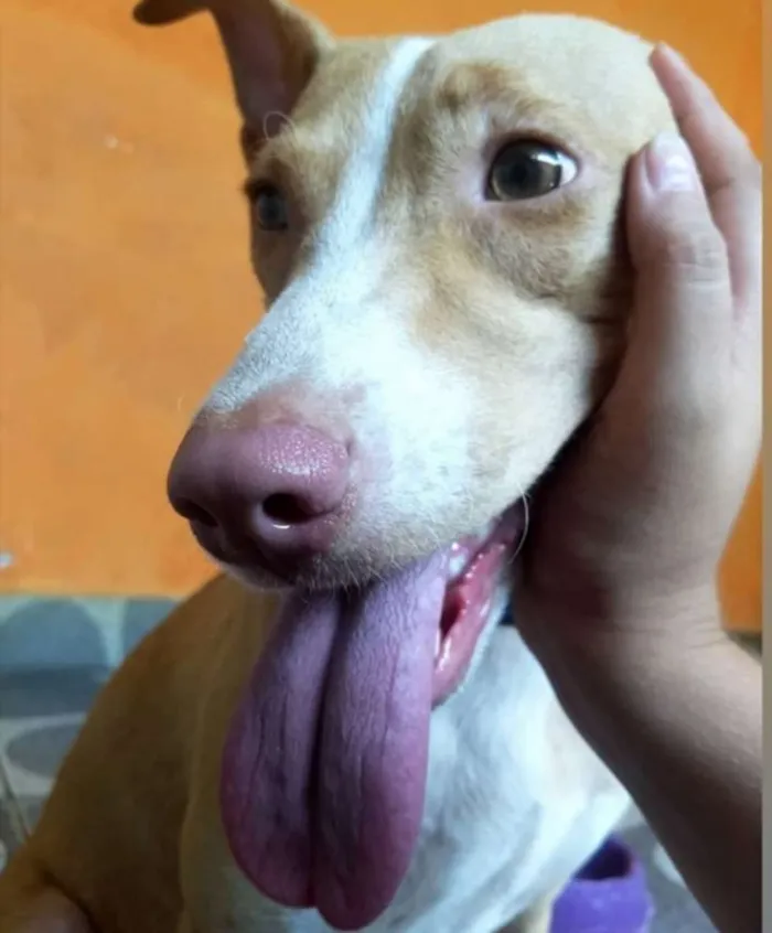 Cachorro ra a Labrador  idade 3 anos nome Jolie e Mel 