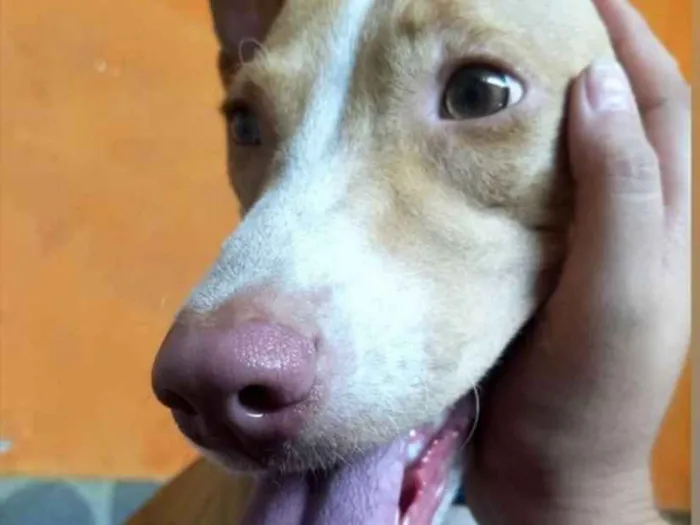 Cachorro ra a Labrador  idade 3 anos nome Jolie e Mel 