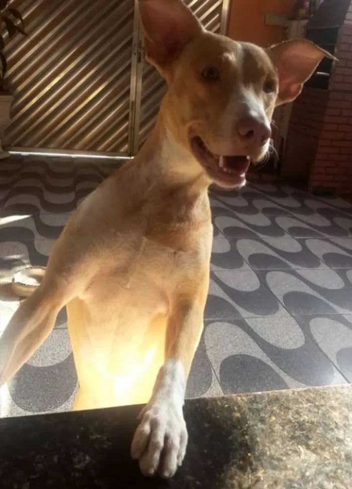 Cachorro ra a Labrador  idade 3 anos nome Jolie e Mel 