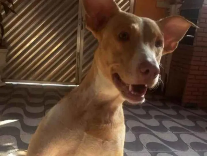 Cachorro ra a Labrador  idade 3 anos nome Jolie e Mel 