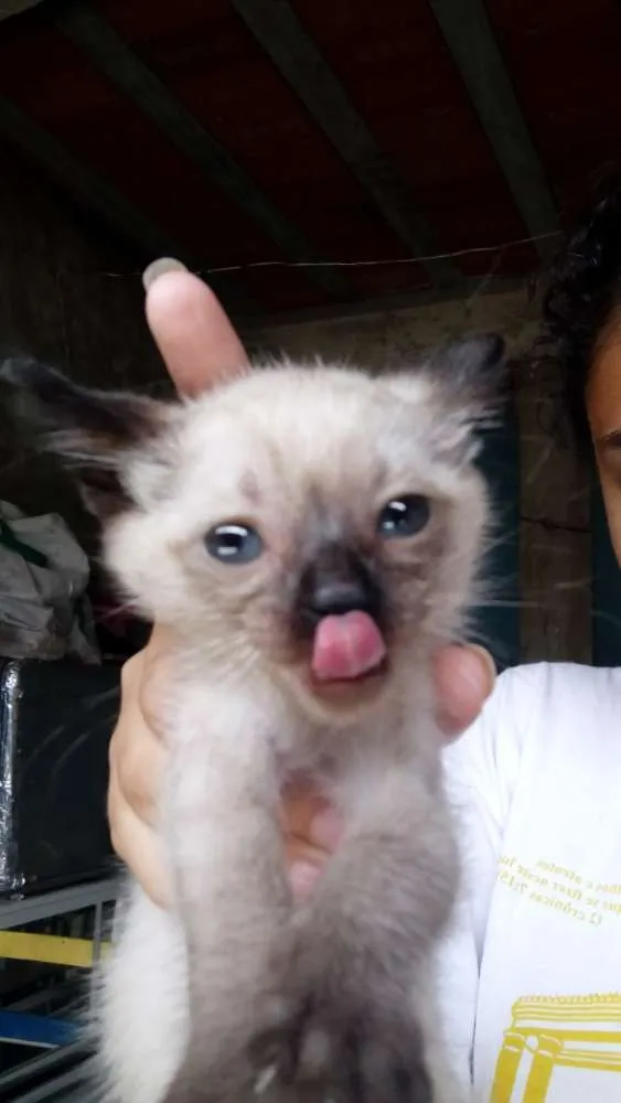 Gato raça Siamês misturada com outra raç idade 2 a 6 meses nome Lili e Nina 