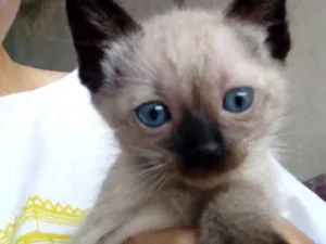 Gato raça Siamês misturada com outra raç idade 2 a 6 meses nome Lili e Nina 