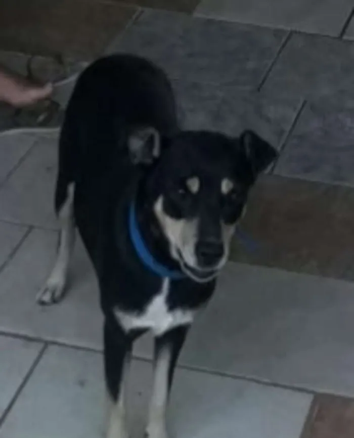 Cachorro ra a Misturada  idade 4 anos nome Chitara