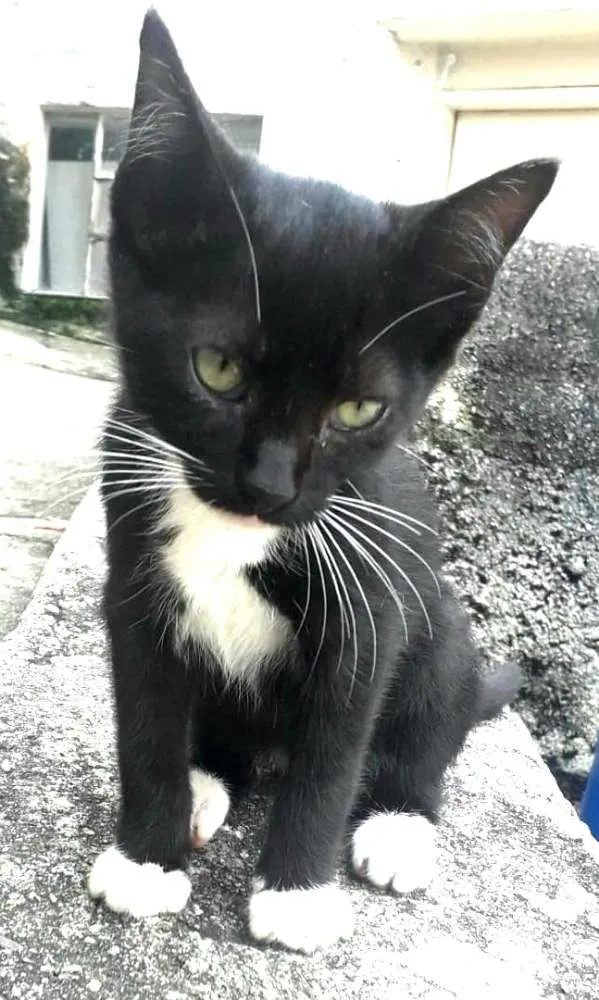 Gato ra a  idade 2 a 6 meses nome Filhotes Jaguara 