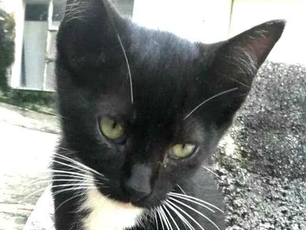 Gato ra a  idade 2 a 6 meses nome Filhotes Jaguara 