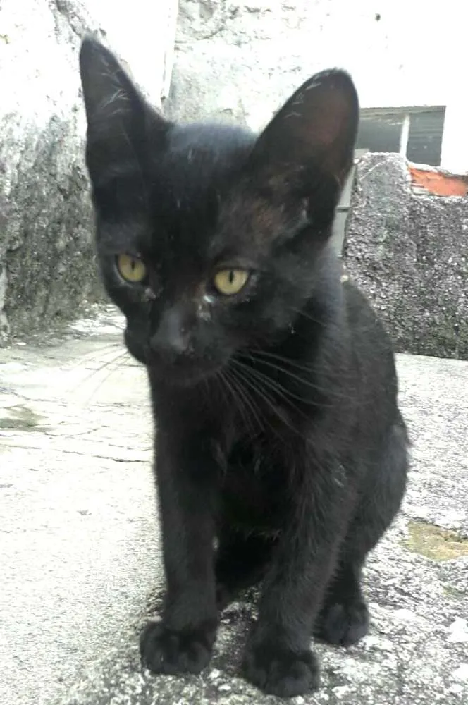 Gato ra a  idade 2 a 6 meses nome Filhotes Jaguara 