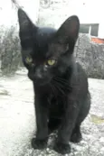 Filhotes Jaguara