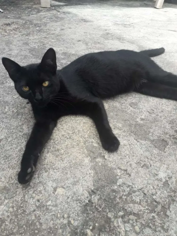 Gato ra a  idade 2 a 6 meses nome Filhotes Jaguara 