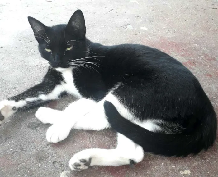 Gato ra a  idade 2 a 6 meses nome Filhotes Jaguara 