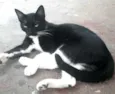 Filhotes Jaguara