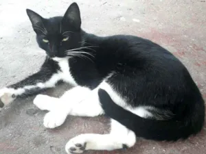 Gato raça  idade 2 a 6 meses nome Filhotes Jaguara 