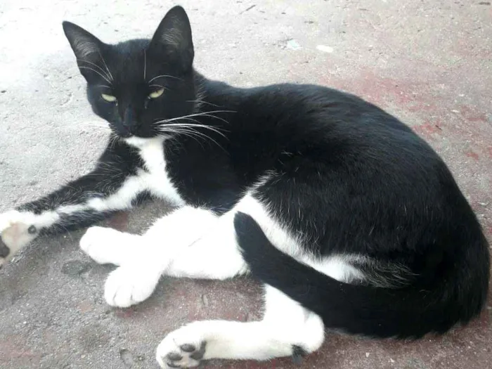 Gato ra a  idade 2 a 6 meses nome Filhotes Jaguara 