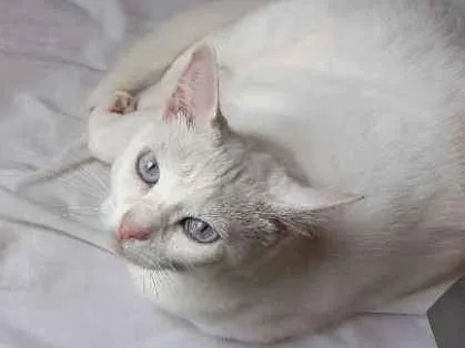 Gato ra a Indefinida idade 6 ou mais anos nome Luna