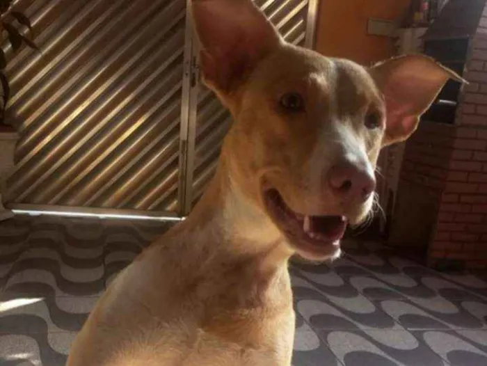 Cachorro ra a Labrador  idade 3 anos nome Jolie e Mel 