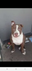 Bob