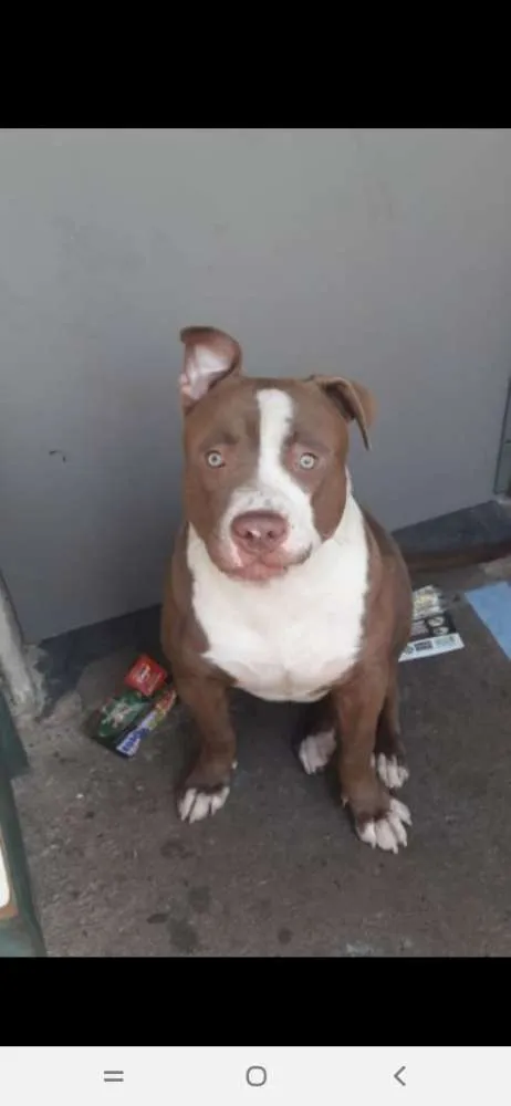 Cachorro ra a Pitbull idade 1 ano nome Bob