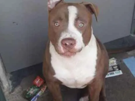 Cachorro ra a Pitbull idade 1 ano nome Bob