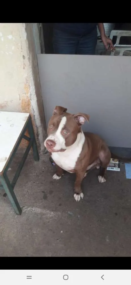 Cachorro ra a Pitbull idade 1 ano nome Bob