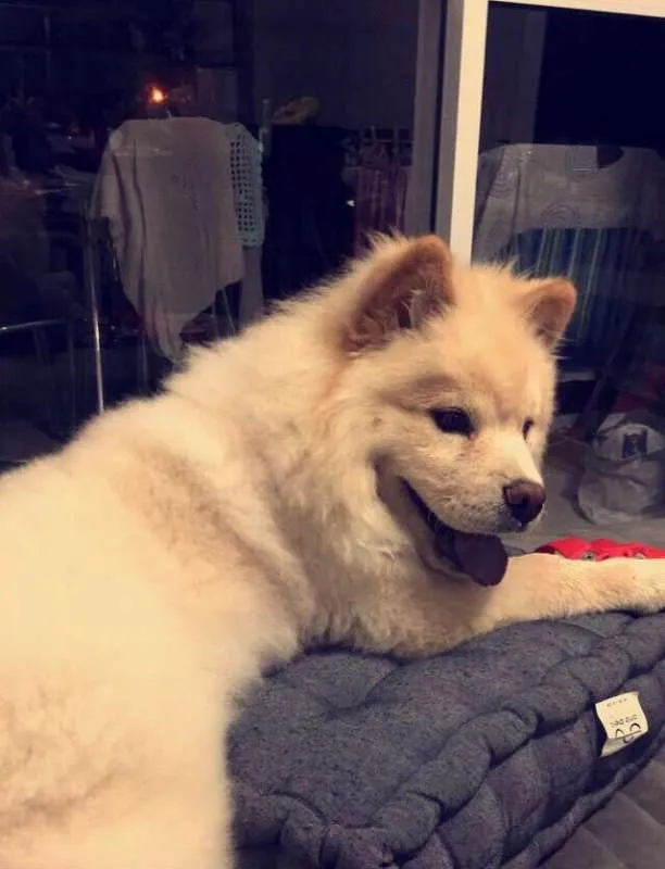 Cachorro raça chow-chow idade 3 anos nome Cindy