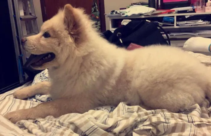 Cachorro raça chow-chow idade 3 anos nome Cindy