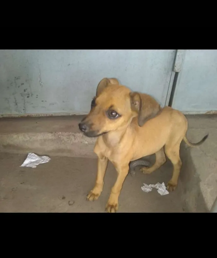 Cachorro ra a Vira Lata  idade 2 a 6 meses nome Bebê