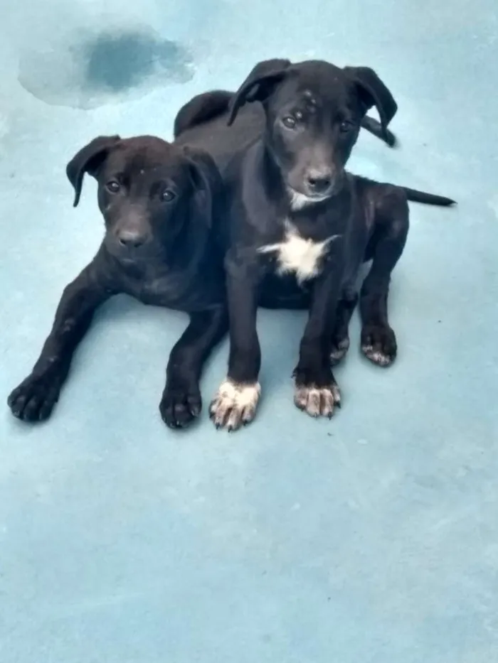 Cachorro ra a SRD idade 2 a 6 meses nome Doidinhos e carinhos