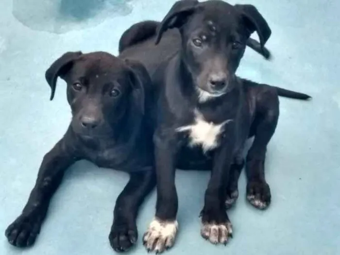 Cachorro ra a SRD idade 2 a 6 meses nome Doidinhos e carinhos