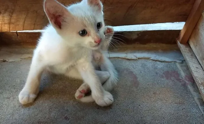 Gato raça  idade Abaixo de 2 meses nome NÃO POSSUI