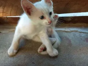 Gato raça  idade Abaixo de 2 meses nome NÃO POSSUI