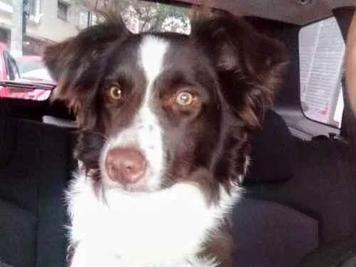 Cachorro ra a Border Colie idade 1 ano nome Nutella