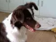 Nutella