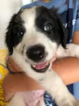 Orio