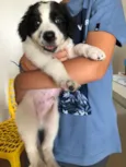 Orio