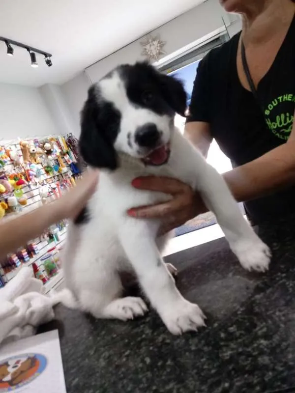 Cachorro ra a SRD idade Abaixo de 2 meses nome Orio